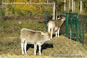 Allgäuer Braunvieh – Center Parcs Park Allgäu, Foto Nov. 2018