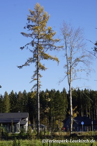 Ferienhäuser im Park – Center Parcs Park Allgäu, Foto Nov. 2018