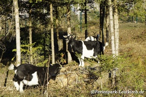 Streichelzoo – Center Parcs Park Allgäu, Foto Nov. 2018